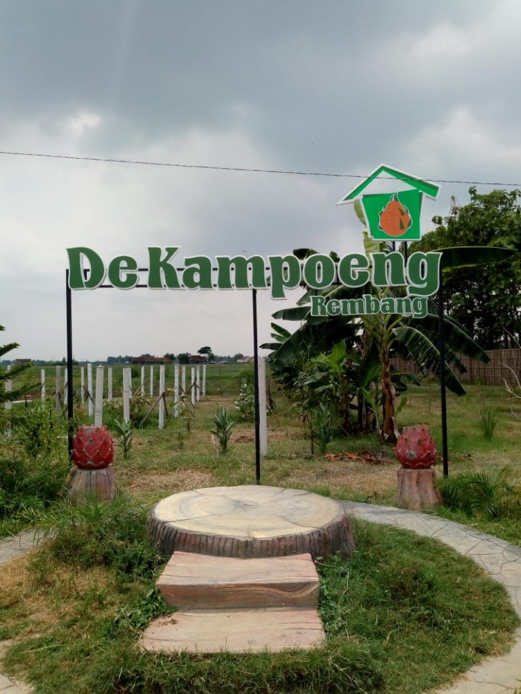 Ayo, Wisata ke Perkebunan Buah Naga di De Kampoeng Rembang